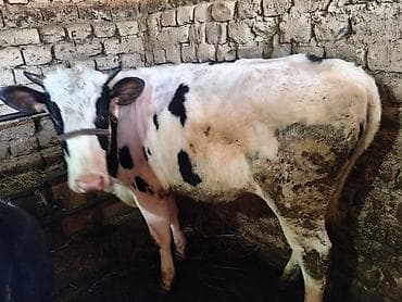 Сатам | Кунаажын | Сүт алуу үчүн | Жасалма уруктандырылган, Асыл тукумдуу, Кунажын lalafo.kg да Сатам | Кунаажын | Сүт алуу үчүн | Жасалма уруктандырылган, Асыл тукумдуу, Кунажын