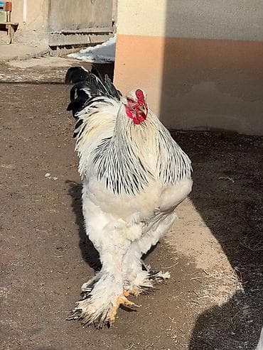 Продаю | Петух | Брама | Для разведения at lalafo.kg Продаю | Петух | Брама | Для разведения