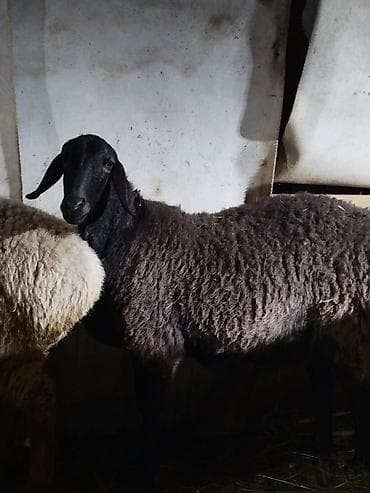 Продаю | Овца (самка) | Для разведения | Матка at lalafo.kg Продаю | Овца (самка) | Для разведения | Матка