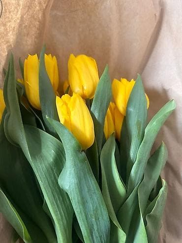 Тюльпан: 🌷 8 МАРТА УЖЕ БЛИЗКО! ВРЕМЯ ТЮЛЬПАНОВ! 🌷 Принимаем Корпоративные at lalafo.kg — 6 Тюльпан: 🌷 8 МАРТА УЖЕ БЛИЗКО! ВРЕМЯ ТЮЛЬПАНОВ! 🌷 Принимаем Корпоративные — 6