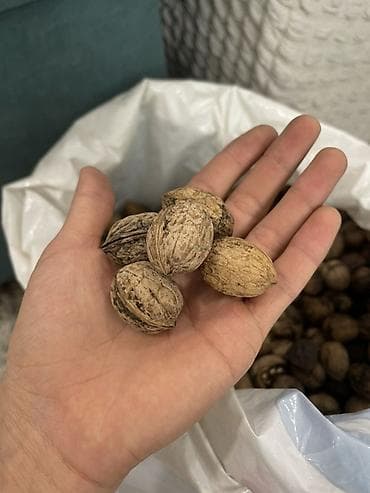 Грецкие орехи в скорлупе 5кг - Цельные, неочищенные орехи с крепкой at lalafo.kg Грецкие орехи в скорлупе 5кг - Цельные, неочищенные орехи с крепкой