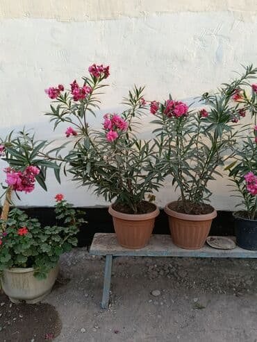 Олеандр в горшке (розово-малиновый) - Декоративный вечнозелёный куст at lalafo.kg Олеандр в горшке (розово-малиновый) - Декоративный вечнозелёный куст