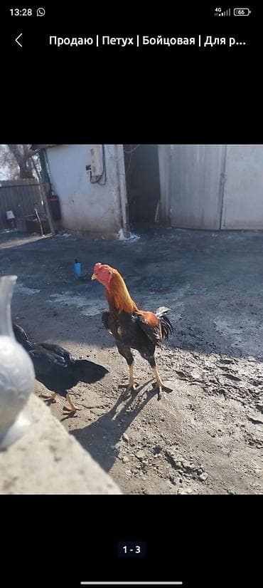 Продаю | Петух | Бойцовая | Для разведения at lalafo.kg Продаю | Петух | Бойцовая | Для разведения