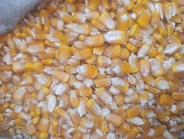 Жүгөрү сатылат! Кукуруза зерновая (сухое цельное зерно) продается at lalafo.kg Жүгөрү сатылат! Кукуруза зерновая (сухое цельное зерно) продается