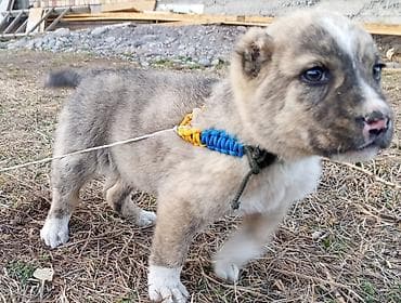 Алабай, 1 месяц, Самец, С прививкой at lalafo.kg Алабай, 1 месяц, Самец, С прививкой