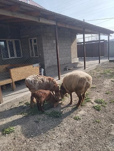 Продаю | Овца (самка) | Арашан | Для разведения | Матка at lalafo.kg Продаю | Овца (самка) | Арашан | Для разведения | Матка