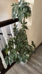 🌱 Озелените свой дом — добавьте жизнь и свежесть! Наши комнатные at lalafo.kg 🌱 Озелените свой дом — добавьте жизнь и свежесть! Наши комнатные