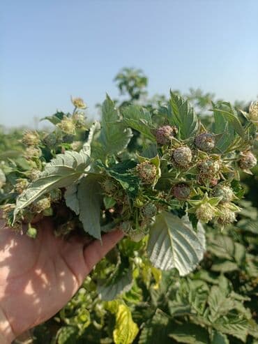 Продаю саженцы малина
сорт (доллар)
2гектара
полностью
цена 10 сом at lalafo.kg Продаю саженцы малина
сорт (доллар)
2гектара
полностью
цена 10 сом