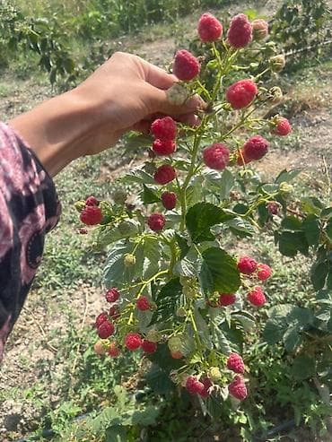 Саженцы малины (ремонтантный сорт Маравила 8000 ашык кочот бар at lalafo.kg Саженцы малины (ремонтантный сорт Маравила 8000 ашык кочот бар