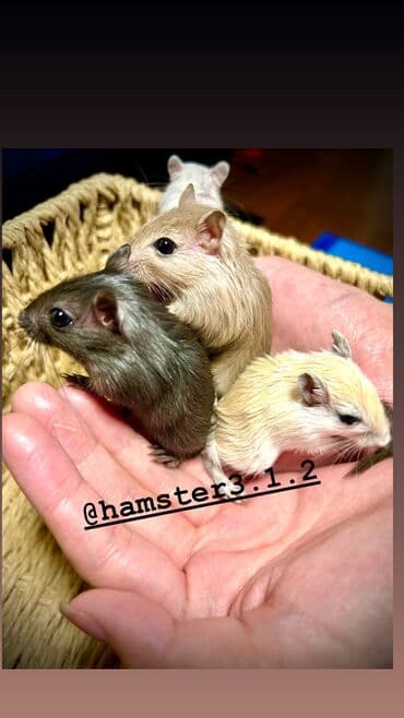 Чычкандар: Монгольские песчанки. Ручные, от них НЕТ ЗАПАХА, как от хомячков и lalafo.kg да — 10 Чычкандар: Монгольские песчанки. Ручные, от них НЕТ ЗАПАХА, как от хомячков и — 10