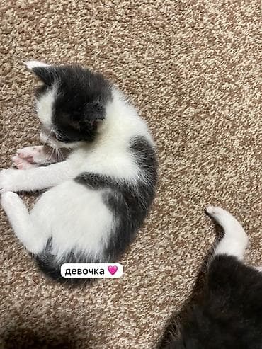 Котенок домашней кошки: - девочка черно белая ( с белыми пятнами ) - at lalafo.kg Котенок домашней кошки: - девочка черно белая ( с белыми пятнами ) -