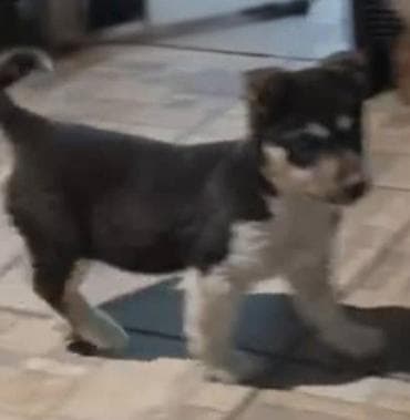 Собака даром: Дворняжка, 3 месяца, Самка at lalafo.kg Собака даром: Дворняжка, 3 месяца, Самка