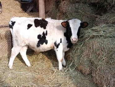 Продаю | Бык (самец) | Голштин | Для молока at lalafo.kg Продаю | Бык (самец) | Голштин | Для молока