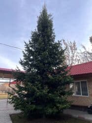 Продам две пихты
Высокие и пышные (8 и 6-7 метров) at lalafo.kg Продам две пихты
Высокие и пышные (8 и 6-7 метров)