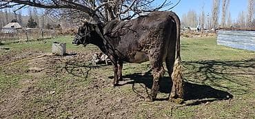 Продаю | Корова (самка), Бык (самец), Тёлка | Алатауская | Для разведения, Для молока | Стельные at lalafo.kg Продаю | Корова (самка), Бык (самец), Тёлка | Алатауская | Для разведения, Для молока | Стельные