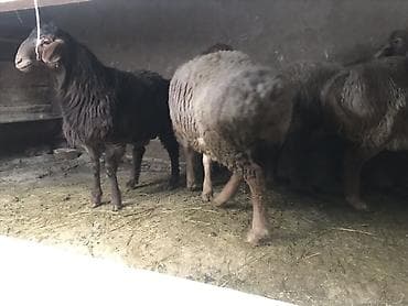 Продаю | Баран (самец) | Для разведения at lalafo.kg — 1 Продаю | Баран (самец) | Для разведения — 1