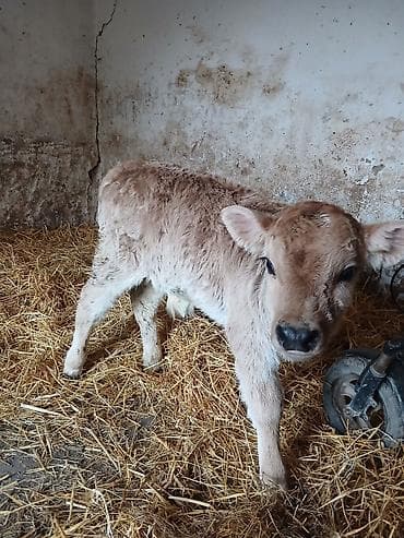 Продаю | Бык (самец) at lalafo.kg Продаю | Бык (самец)