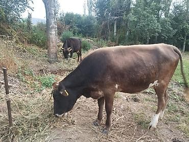 Продаю | Корова (самка) | Для молока at lalafo.kg Продаю | Корова (самка) | Для молока