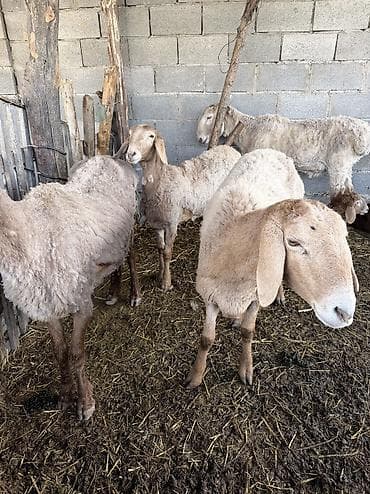 Продаю | Овца (самка), Ягненок, Баран (самец) | Арашан | Для разведения | Племенные, Котные, Матка at lalafo.kg Продаю | Овца (самка), Ягненок, Баран (самец) | Арашан | Для разведения | Племенные, Котные, Матка