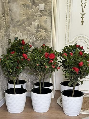 Антуриумдар: Крупномерные комнатные камелии (Camellia japonica) в декоративных lalafo.kg да — 1 Антуриумдар: Крупномерные комнатные камелии (Camellia japonica) в декоративных — 1