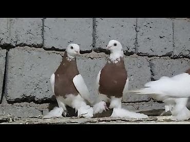 Капканы, самец и самка 2000 за пару! at lalafo.kg Капканы, самец и самка 2000 за пару!