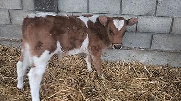 Продаю | Бык (самец), Тёлка | Голштин, Симментальская, Монбельярд | На откорм, Для разведения, Для молока | Искусственник at lalafo.kg Продаю | Бык (самец), Тёлка | Голштин, Симментальская, Монбельярд | На откорм, Для разведения, Для молока | Искусственник