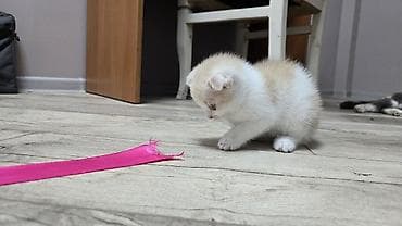 Скотиш Фолд (Шотландиялык шалпаң кулак), 1 айлык, Ургаачы, Көгүлтүр, Лотокко барууга үйрөтүлгөн lalafo.kg да — 5 Скотиш Фолд (Шотландиялык шалпаң кулак), 1 айлык, Ургаачы, Көгүлтүр, Лотокко барууга үйрөтүлгөн — 5