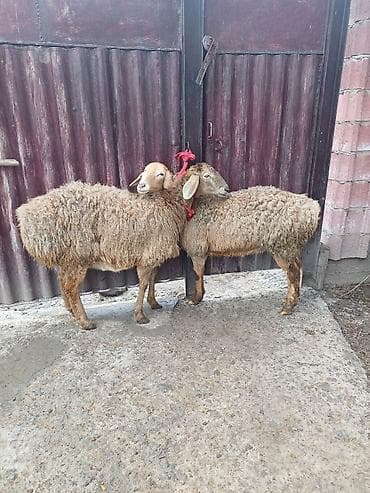 Продаю | Овца (самка) | Арашан, Полукровка | Для разведения | Ярка, Племенные at lalafo.kg Продаю | Овца (самка) | Арашан, Полукровка | Для разведения | Ярка, Племенные