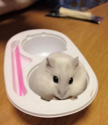 ПРОДАЮ ДЖУНГАРСКИХ И СИРИЙСКИХ ХОМЯЧКОВ,А ТАК ЖЕ at lalafo.kg ПРОДАЮ ДЖУНГАРСКИХ И СИРИЙСКИХ ХОМЯЧКОВ,А ТАК ЖЕ