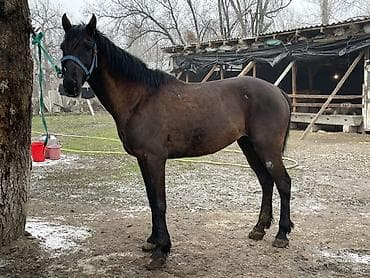 ЗИЛ: Сатам | Жылкы (эркек) | Аргын lalafo.kg да — 5 ЗИЛ: Сатам | Жылкы (эркек) | Аргын — 5