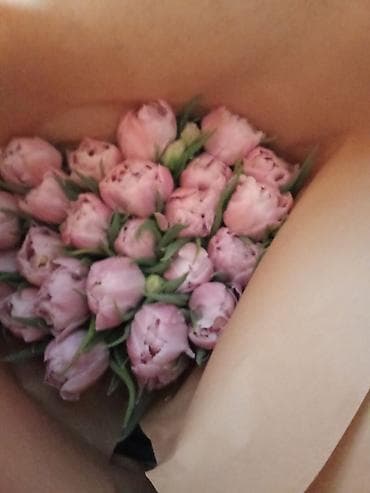 Тюльпаны сортовые, упакованные партиями. Идеальный выбор для салонов lalafo.kg да — 10 Тюльпаны сортовые, упакованные партиями. Идеальный выбор для салонов — 10