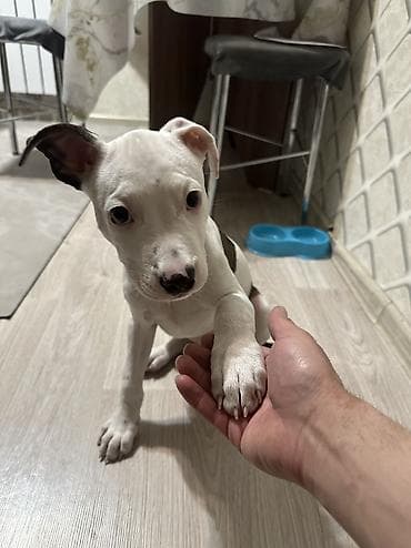 Proton: Продается щеночек Питбуля чистый Девочка Белая с темными пятнами lalafo.kg да — 3 Proton: Продается щеночек Питбуля чистый Девочка Белая с темными пятнами — 3