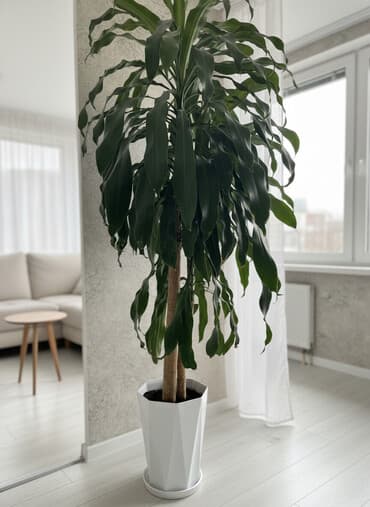 Драцена широколистная «кукурузная пальма»(декоративно-лиственное at lalafo.kg Драцена широколистная «кукурузная пальма»(декоративно-лиственное