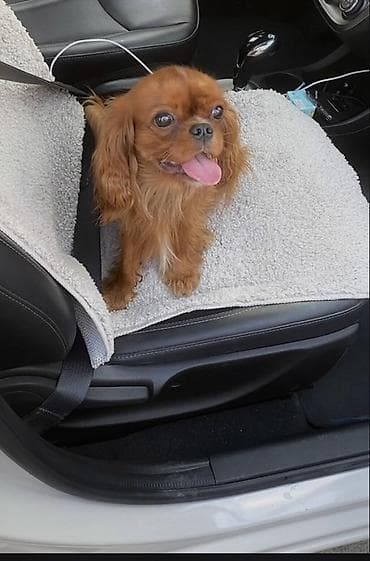 Предлагается для вязки кобель породы кавалер-кинг-чарльз-спаниель at lalafo.kg — 2 Предлагается для вязки кобель породы кавалер-кинг-чарльз-спаниель — 2