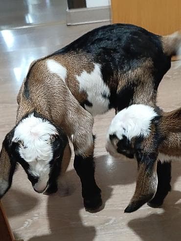 Продаю | Козлёнок | Нубийская | Для разведения at lalafo.kg — 3 Продаю | Козлёнок | Нубийская | Для разведения — 3