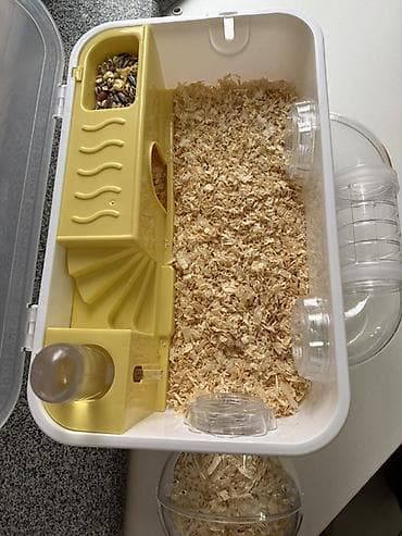 Деңиз чочколору: Пластиковая клетка-домик для хомячка Хомячок девочка 1,5 месяца 🐹 lalafo.kg да — 2 Деңиз чочколору: Пластиковая клетка-домик для хомячка Хомячок девочка 1,5 месяца 🐹 — 2