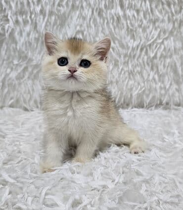 Скотиш Страйт (Шотландская прямоухая), 2 месяца, Девочка, Золотая шиншилла, Приучена к лотку, Проглистована, С прививками at lalafo.kg Скотиш Страйт (Шотландская прямоухая), 2 месяца, Девочка, Золотая шиншилла, Приучена к лотку, Проглистована, С прививками