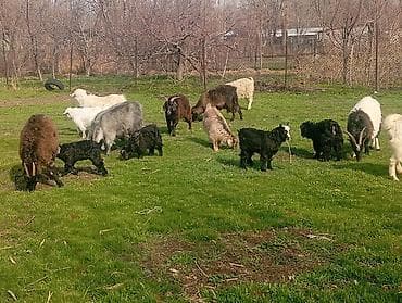 Продаю | Козлёнок, Коза (самка) | Полукровка, Зааненская | На забой, Для разведения, Для молока | Племенные, Котные at lalafo.kg Продаю | Козлёнок, Коза (самка) | Полукровка, Зааненская | На забой, Для разведения, Для молока | Племенные, Котные