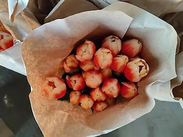 Бонбоньерки: Тюльпаны в крафтовой упаковке — срезанные бутоны на крепких стеблях at lalafo.kg — 6 Бонбоньерки: Тюльпаны в крафтовой упаковке — срезанные бутоны на крепких стеблях — 6