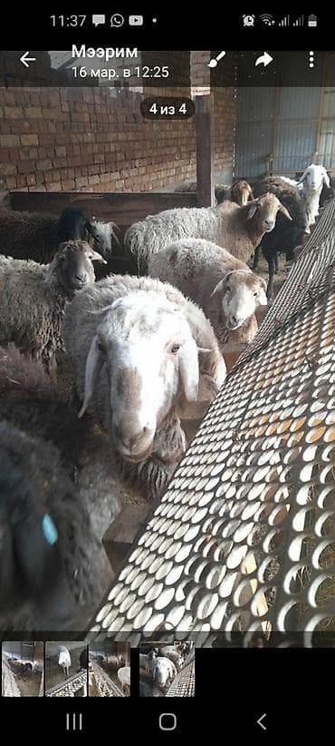 Продаю | Овца (самка) | Для разведения | Племенные at lalafo.kg Продаю | Овца (самка) | Для разведения | Племенные