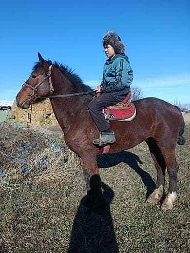 Продаю | Жеребец | Рабочий at lalafo.kg Продаю | Жеребец | Рабочий