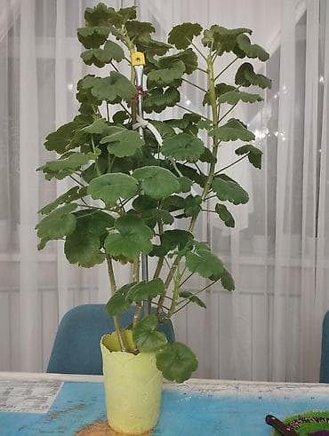 Герань,высокая at lalafo.kg Герань,высокая