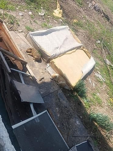 Салам Карабалта, Люди добрые помогите! 🆘 Плохие люди выбрасывают at lalafo.kg Салам Карабалта, Люди добрые помогите! 🆘 Плохие люди выбрасывают