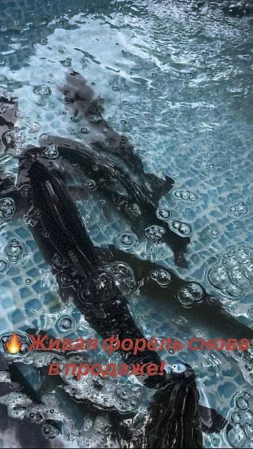 🐟 ЖИВАЯ ФОРЕЛЬ СНОВА В НАЛИЧИИ! Только поступила свежая партия! 💦 at lalafo.kg 🐟 ЖИВАЯ ФОРЕЛЬ СНОВА В НАЛИЧИИ! Только поступила свежая партия! 💦