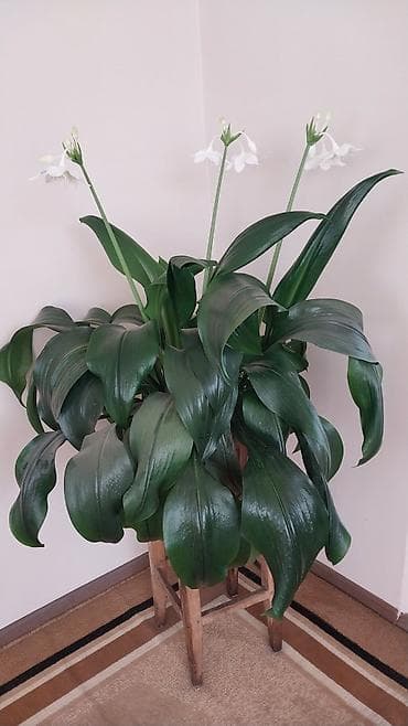 Эухарис (амазонская лилия) — комнатное декоративно-цветущее растение at lalafo.kg Эухарис (амазонская лилия) — комнатное декоративно-цветущее растение