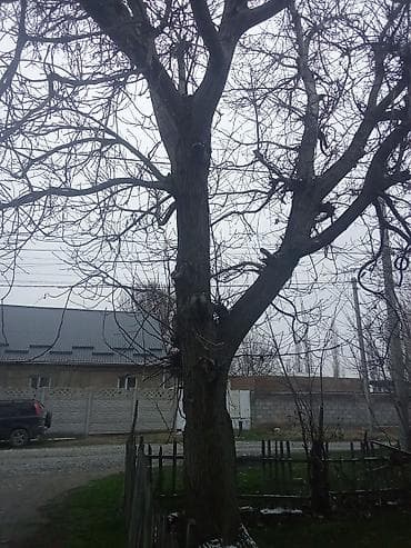 Продаю дерево Орех скорнем at lalafo.kg Продаю дерево Орех скорнем