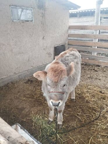 Продаю | Музоо, торпок | На откорм | Привязанные at lalafo.kg Продаю | Музоо, торпок | На откорм | Привязанные