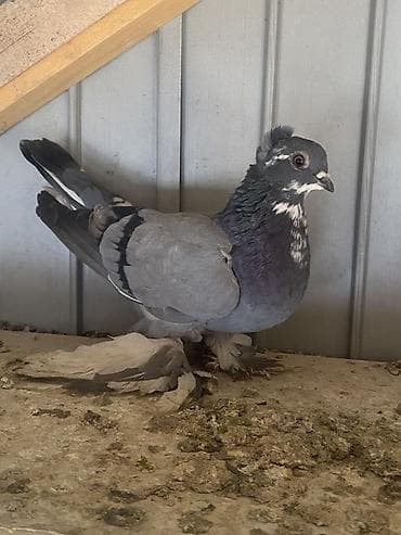 Породистый голубь декоративного типа. Особенности: - Окрас at lalafo.kg Породистый голубь декоративного типа. Особенности: - Окрас