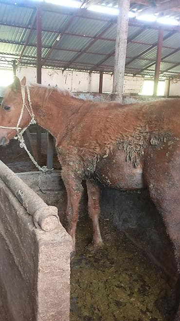 Продаю | Конь (самец) | На забой | Племенные at lalafo.kg Продаю | Конь (самец) | На забой | Племенные