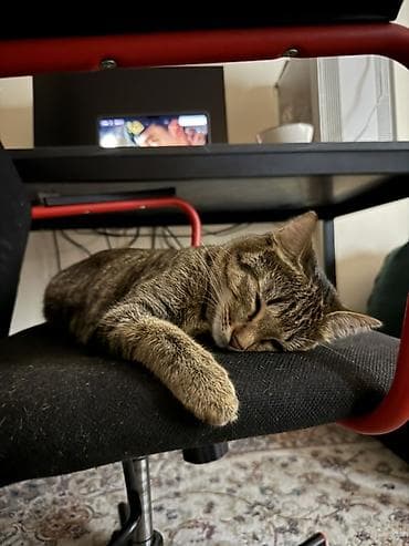 Кошка даром: Беспородная, 1 год, Девочка, Кастрирована, Приучена к лотку, Проглистована at lalafo.kg — 3 Кошка даром: Беспородная, 1 год, Девочка, Кастрирована, Приучена к лотку, Проглистована — 3